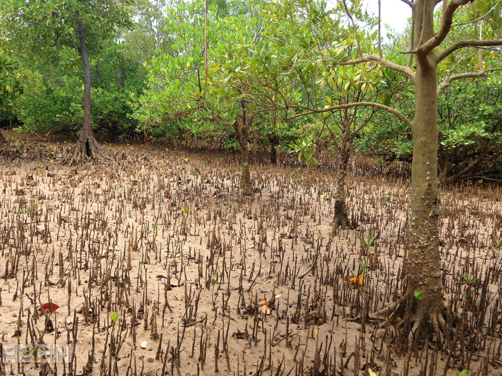 Mangrove saplings starting to show growth.