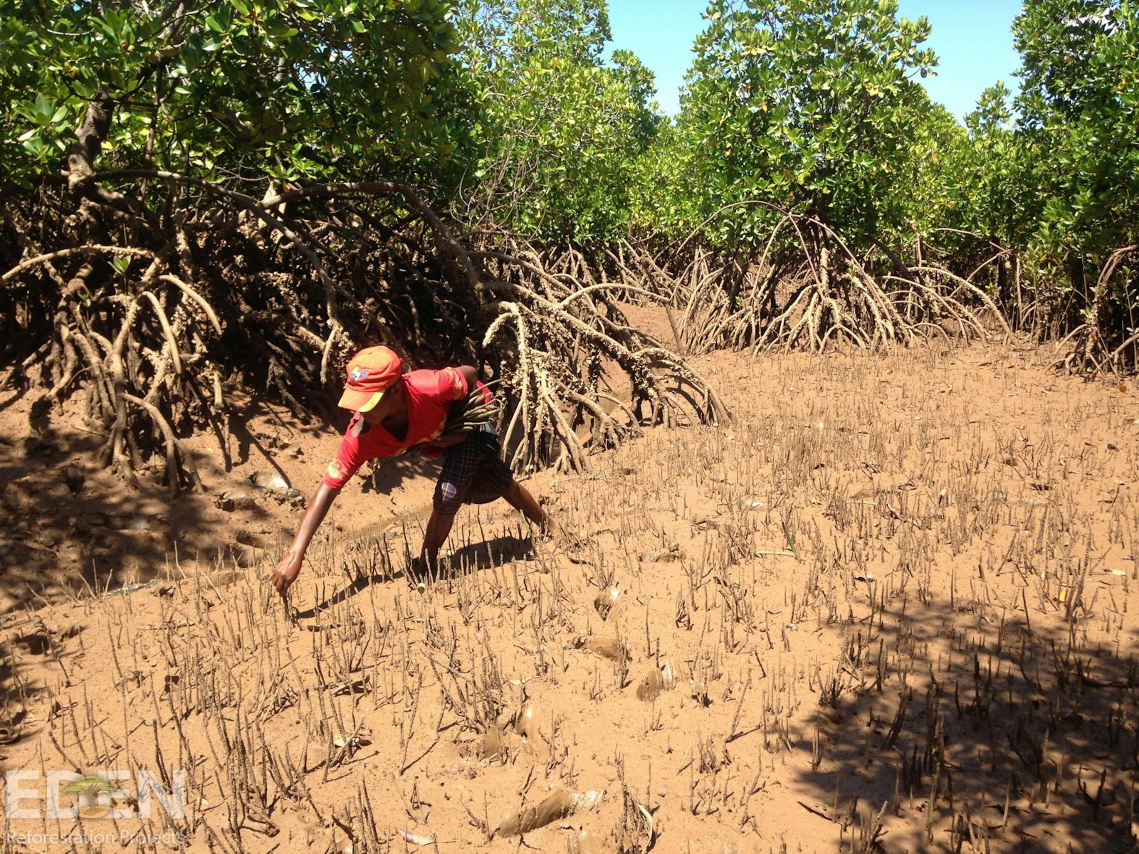 Local mangrove planter.