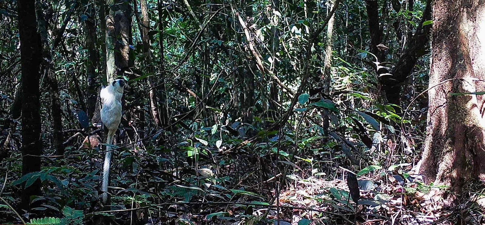 Amazon rainforest biodiversity