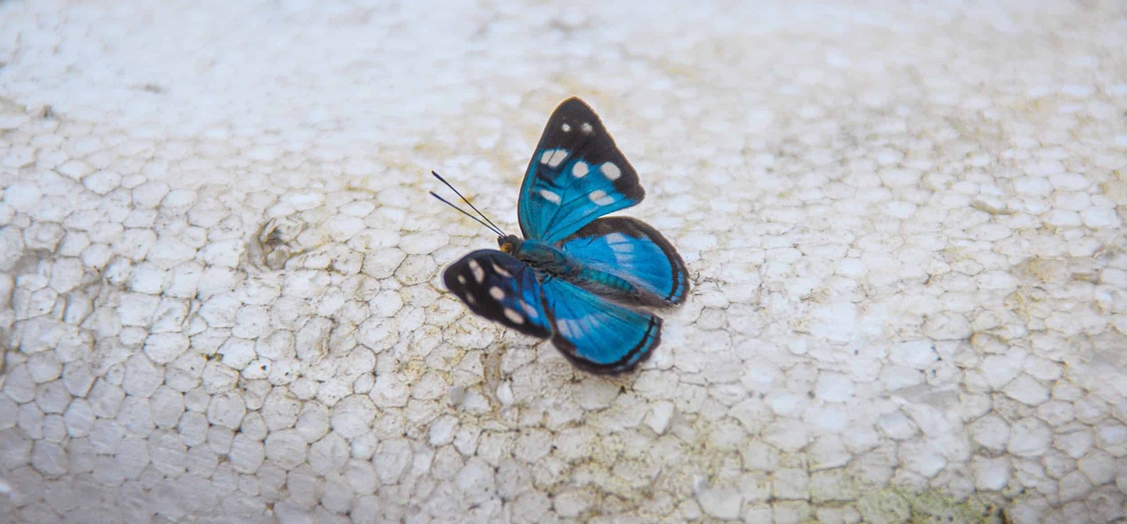 Butterfly nature protection