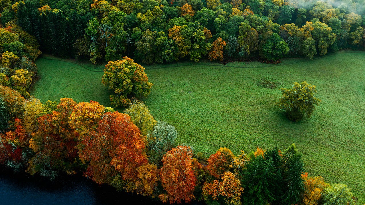 Trees in autumn