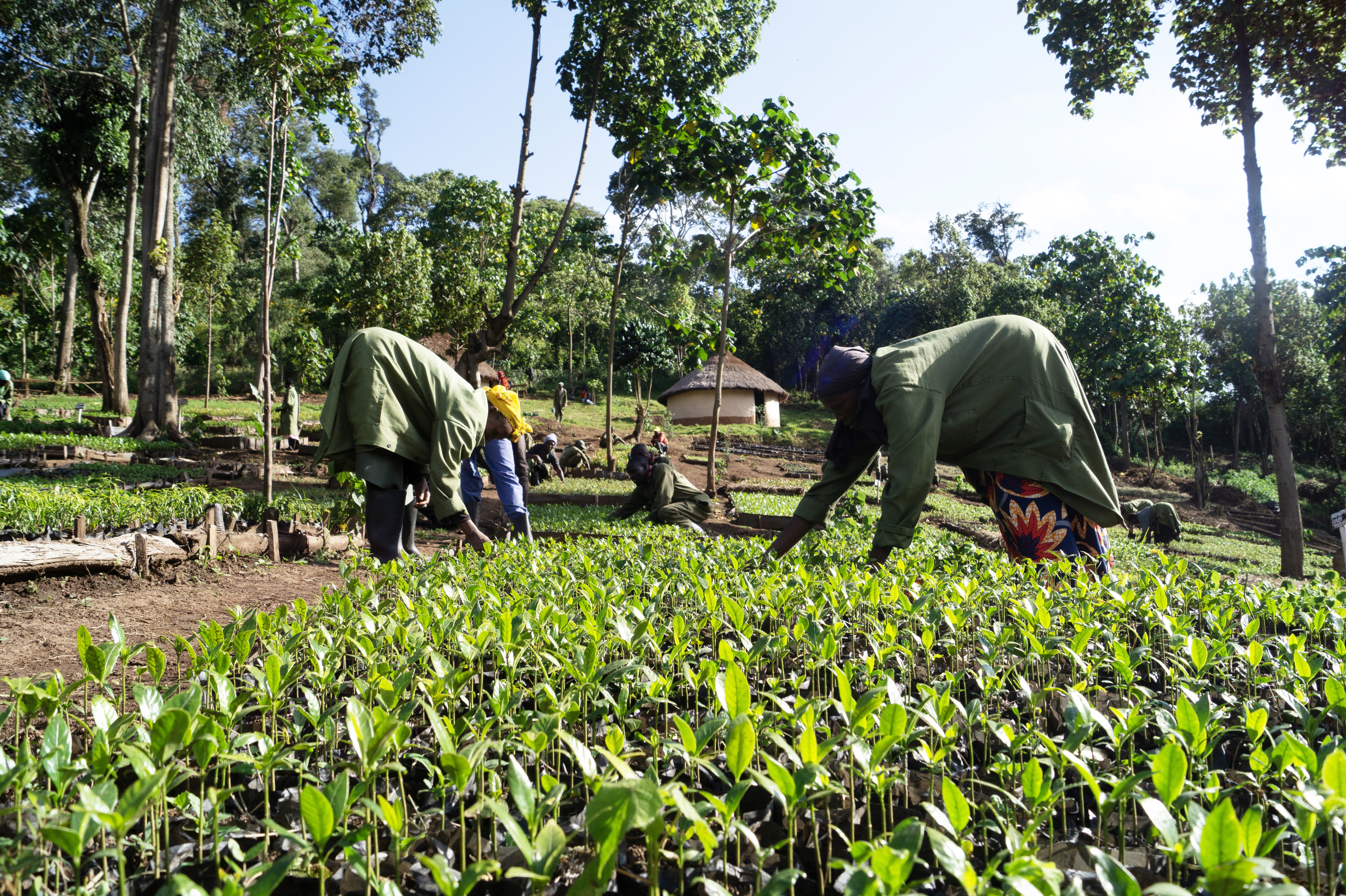 People working at a tree nursery