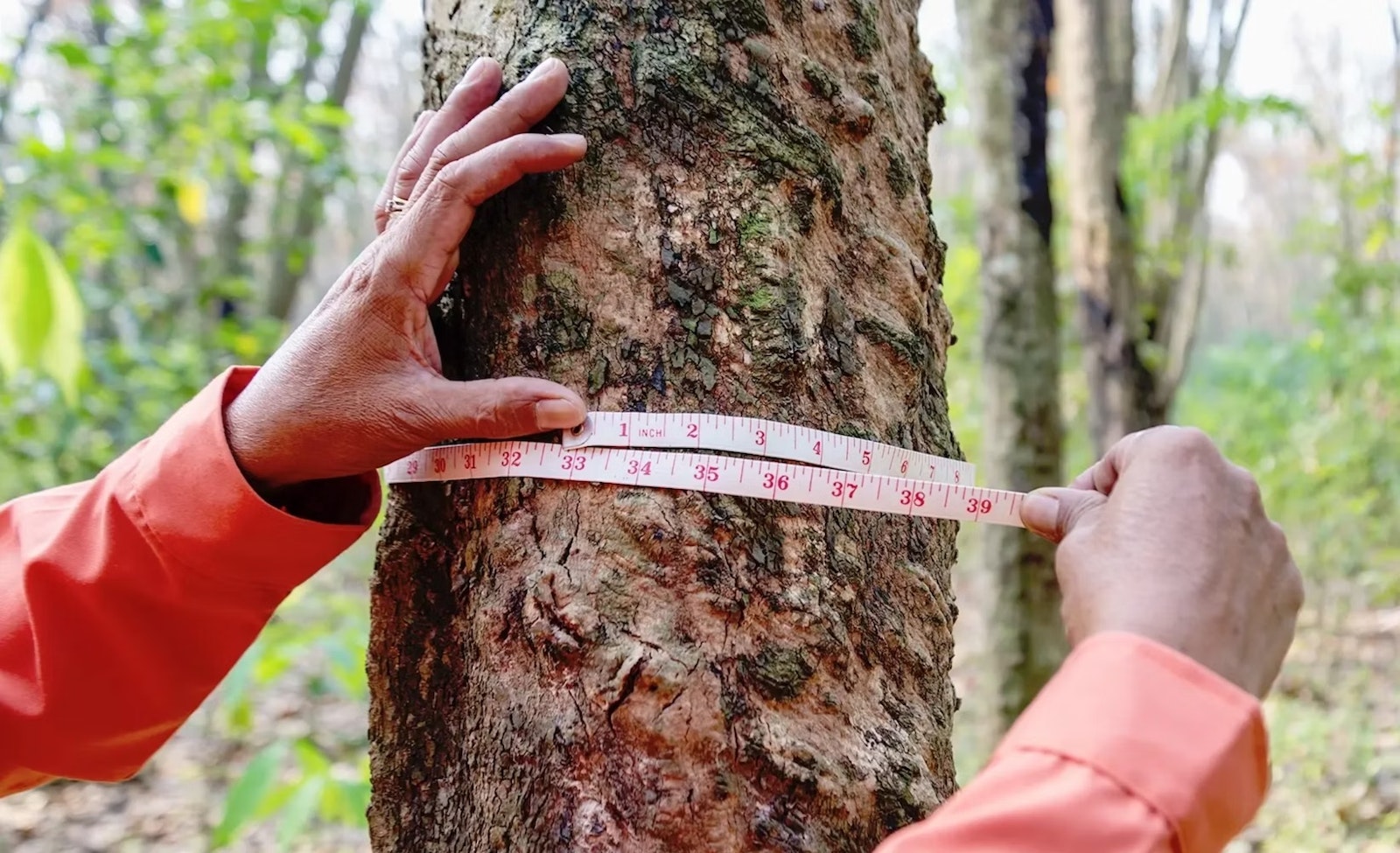 Verified Afforestation, Reforestation and Revegetation ARR projects