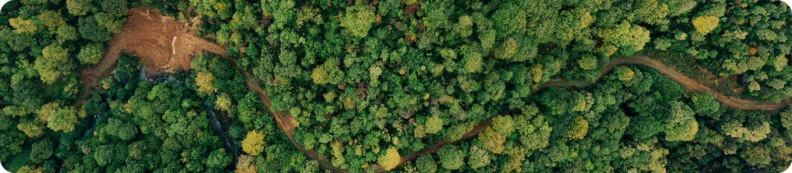 A picture of a rainforest