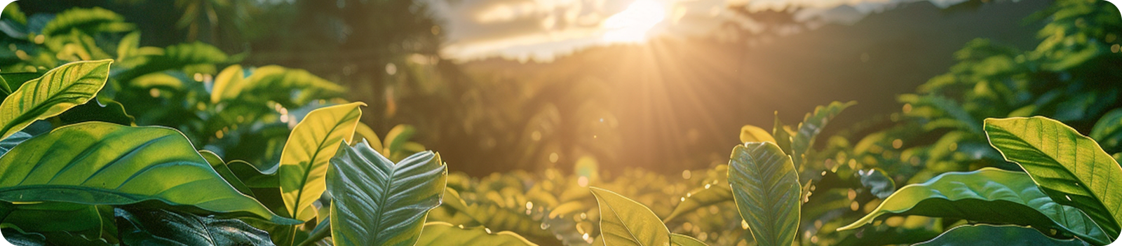A picture of leaves on a plant