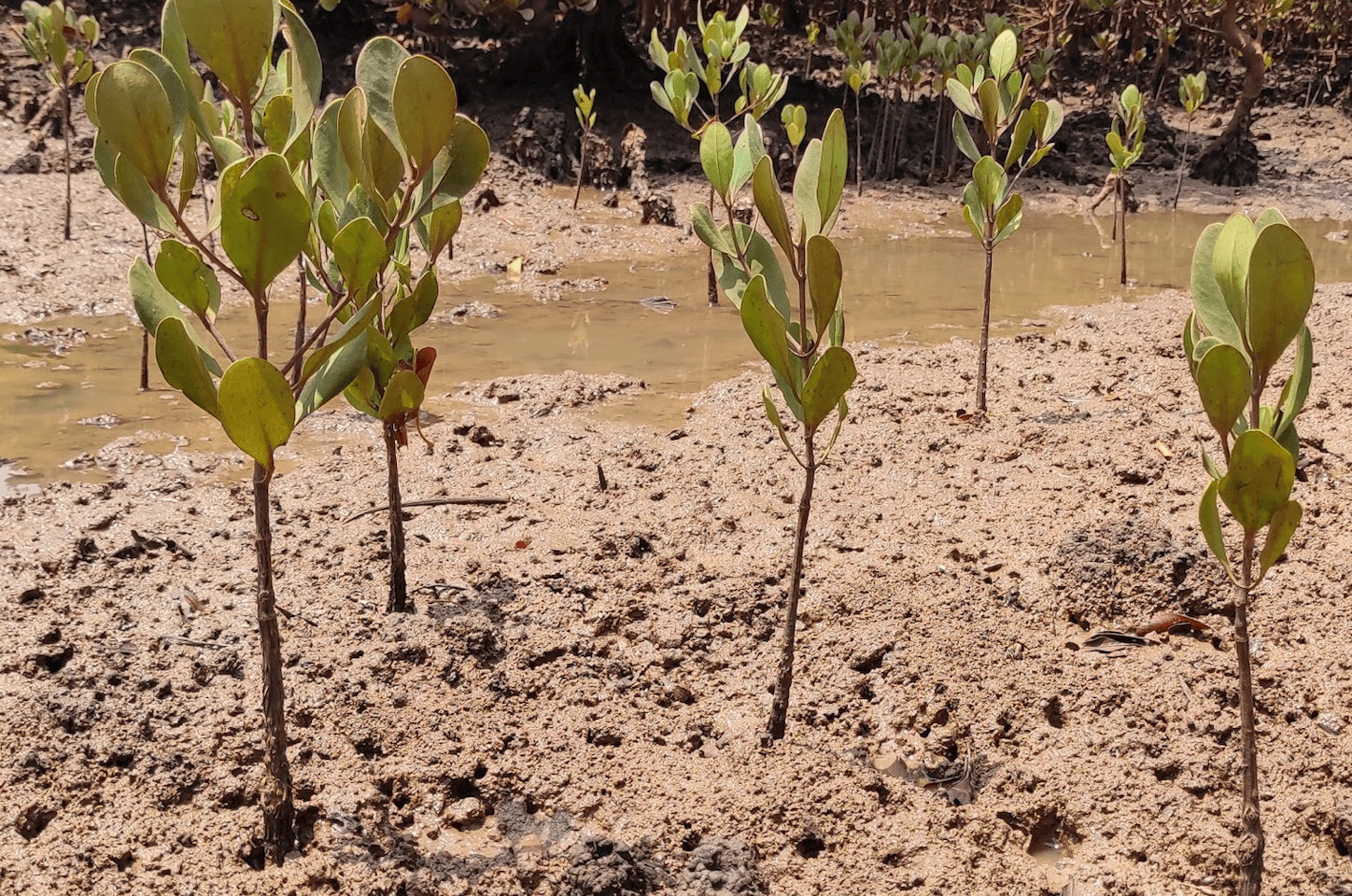 Ecologi project